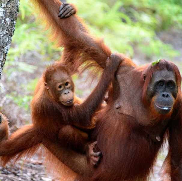 Orangutan Safari at Tanjung Puting National Park